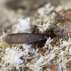 Kalotermes flavicollis