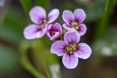 Cardamine purpurea