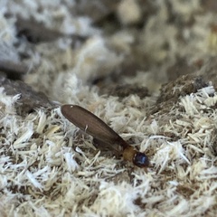 Kalotermes flavicollis