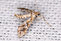 Lineodes vulnifica