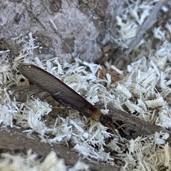 Kalotermes flavicollis