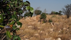 Cigaritis natalensis