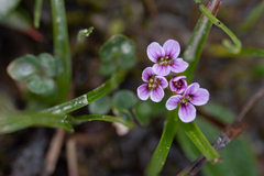 Cardamine purpurea