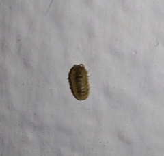 Armadillidium