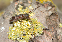 Exocentrus lusitanus