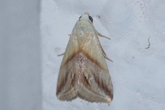 Eublemma cochylioides