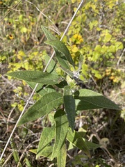 Antistrophus