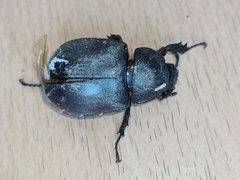 Xylotrupes gideon gideon