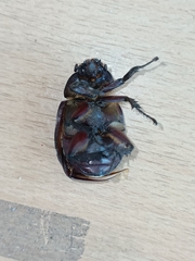 Xylotrupes gideon gideon