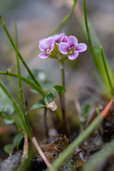 Cardamine purpurea
