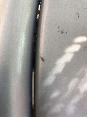 Hemiptera