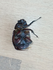 Xylotrupes gideon gideon