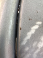 Hemiptera