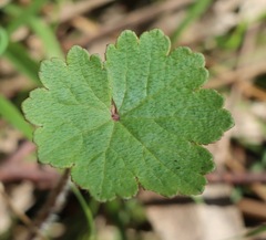 Hydrocotyle laxiflora