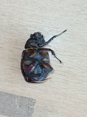 Xylotrupes gideon gideon