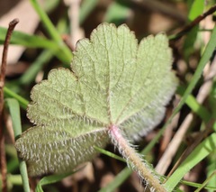 Hydrocotyle laxiflora