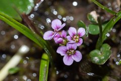 Cardamine purpurea