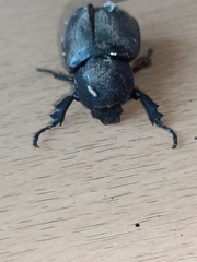 Xylotrupes gideon gideon