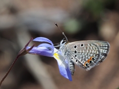 Freyeria trochylus