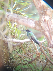 Colibri serrirostris