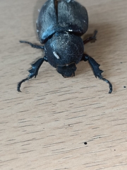 Xylotrupes gideon gideon
