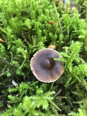 Cortinarius evernius