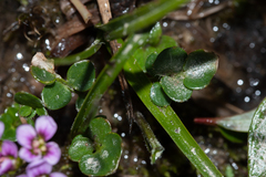 Cardamine purpurea