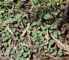 Hydrocotyle laxiflora