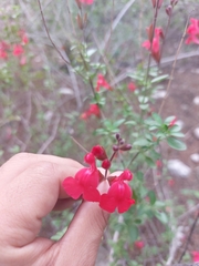 Salvia greggii