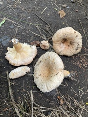 Lactarius torminosus