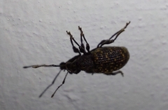 Otiorhynchus sulcatus