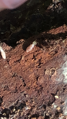 Reticulitermes flavipes