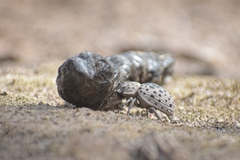 Omorgus pastillarius