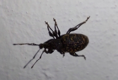 Otiorhynchus sulcatus