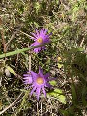 Symphyotrichum pratense