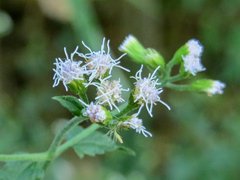 Fleischmannia incarnata