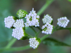 Fleischmannia incarnata