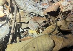 Platyplectrum ornatum