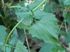 Fleischmannia incarnata