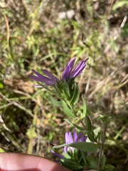 Symphyotrichum pratense