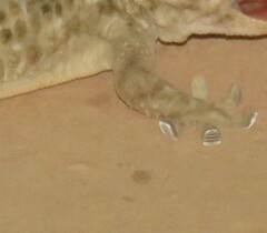 Tarentola mauritanica mauritanica