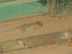 Tarentola mauritanica mauritanica