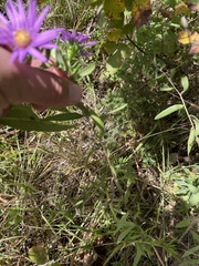 Symphyotrichum pratense
