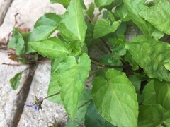 Magnoliopsida