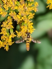 Sphaerophoria contigua