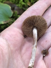 Cortinarius evernius