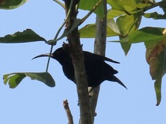 Chalcomitra amethystina