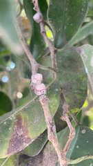 Ceroplastes