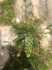 Lepidium ruderale