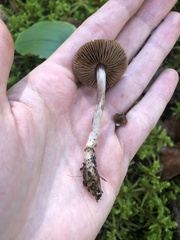Cortinarius evernius